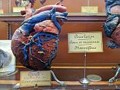 galerie de paleontologie et de anatomie comparee 12-2015 8200